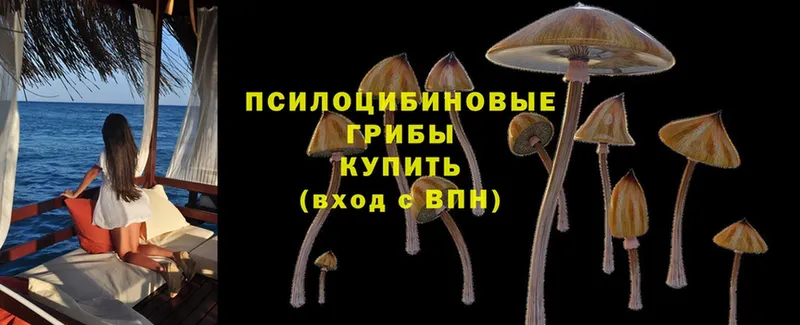 Псилоцибиновые грибы Magic Shrooms Юрьев-Польский